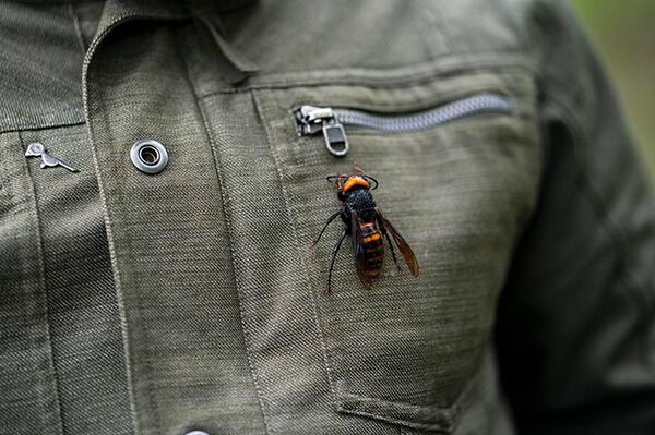 Chris Looney, a Washington State entomologist, displays a dead Asian giant hornet on his jacket in Blaine, Wash., April 23, 2020. Sightings of the Asian giant hornet have prompted fears that the vicious insect could establish itself in the United States and devastate bee populations. (Ruth Fremson / The New York Times)