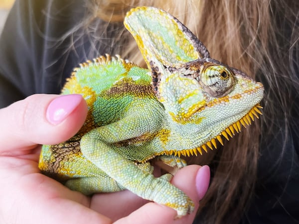 Kingston Davis, an 8-year-old veiled chameleon, calls Atlanta's Charlotte Davis his person.