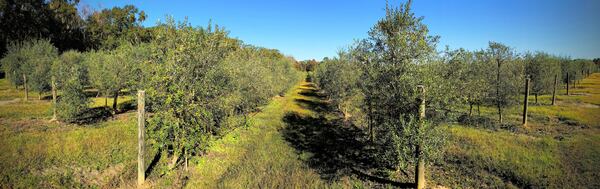 Olive Orchards of Georgia encompasses 60,000 arbequina trees on 100 acres, plus milling and bottling facilities for making olive oil.
Contributed by Chris Hunt for The Atlanta Journal-Constitution