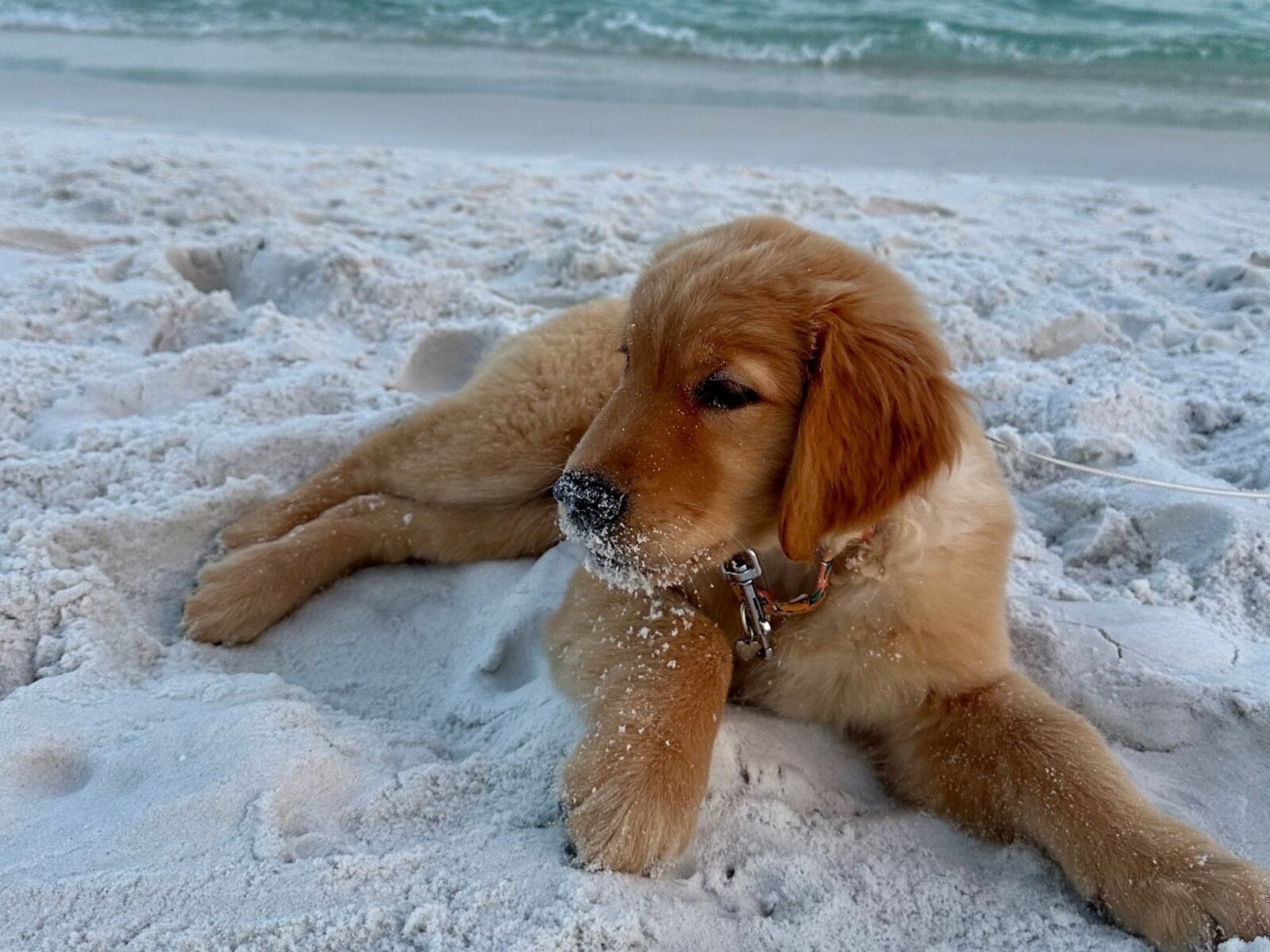 Honey Crowe loves peanut butter, the beach, and reading the Jolt with her people, including Taylor Crowe. (Courtesy photo)