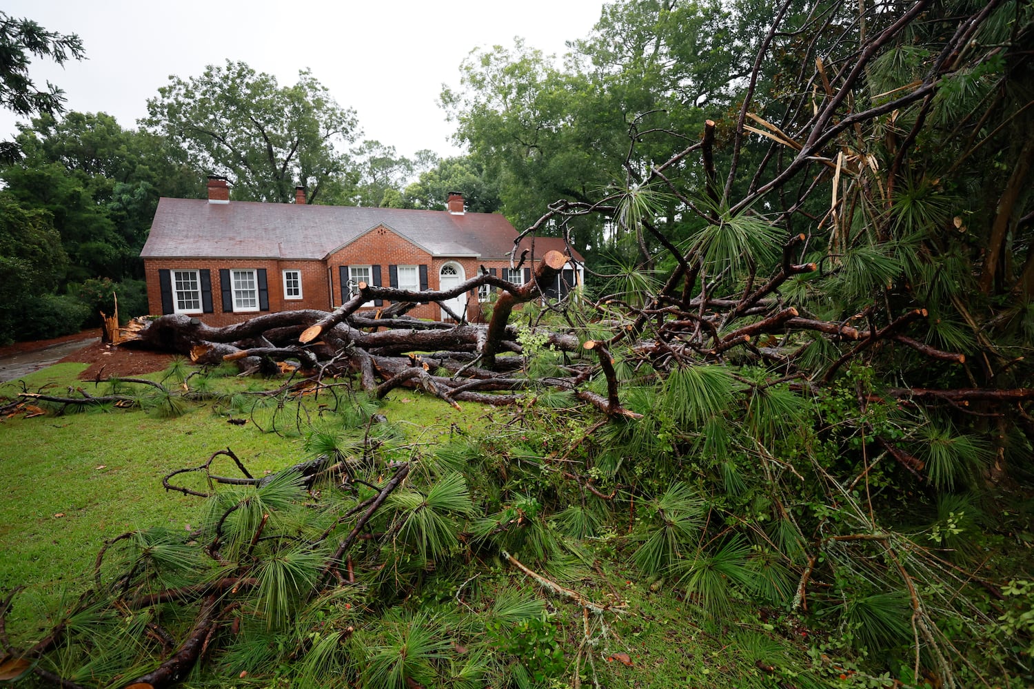 A massive pine tree stands in the yard of a home near Valdosta State University, showing the aftermath of Tropical Storm Debby’s path through south Georgia on Monday, August 5, 2024.
(Miguel Martinez / AJC)