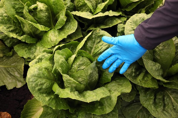 Romaine lettuce before it was harvested on a farm in Salinas, Calif., Oct. 3, 2018. In a sweeping alert issued on Nov. 20, federal health officials warned people not to eat romaine lettuce anywhere in the country, after people fell sick with a virulent form of E. coli, a bacteria blamed for a number of food-borne outbreaks in recent years. 