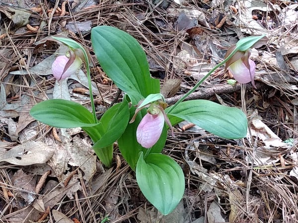 John Vasta shared this is a picture of a beautiful pink Lady Slipper Orchard that he discovered on his property in Roopville. "These orchards are rare and take 10-plus years before they will bloom. It is illegal in many states (MA, NH etc.) to disturb this plant in any way. The last time I actually saw one was back in the early 1970's back in my home state of Massachusetts," he wrote.