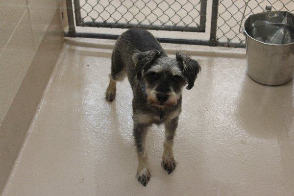 Photos courtesy of Gwinnett County Animal Shelter.