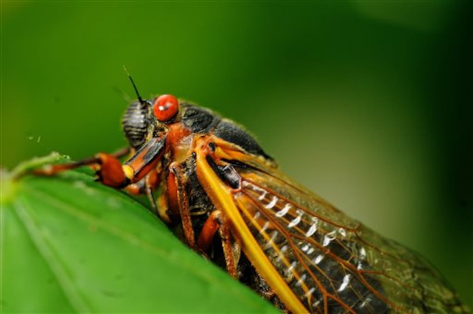 17-year cicadas