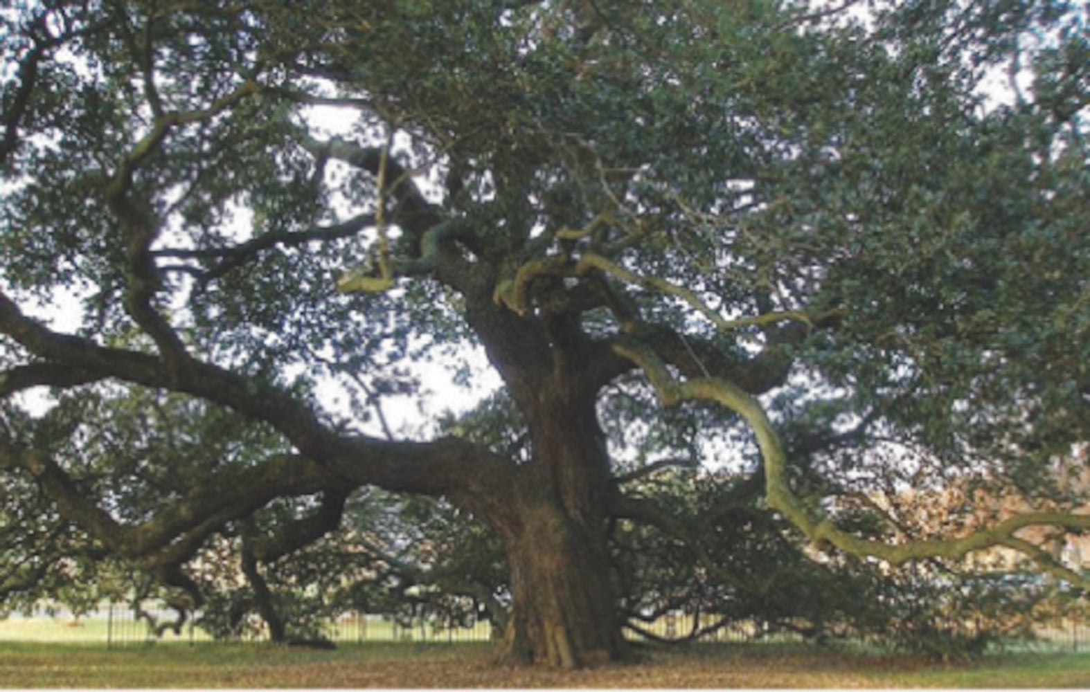 Emancipation Oak