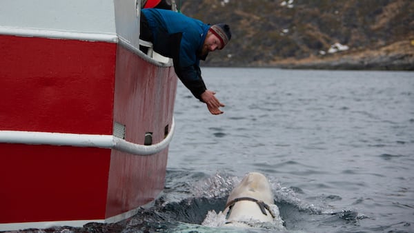 Norwegian fisherman Joar Hesten tries to attract a beluga whale swimming next to his boat before the Norwegian fishermen were able to removed the tight harness, off the northern Norwegian coast Friday, April 26, 2019. The harness strap which features a mount for an action camera, says "Equipment St. Petersburg" which has prompted speculation that the animal may have escaped from a Russian military facility.