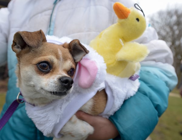 Buddy, of Wood Dale, wears a bunny suit complete with an Easter chick during the annual Doggie Egg Hunt at the Cabin Nature Center White Oaks Dog Park in Wood Dale, Ill. on Sunday, March 29, 2015. About 30 dogs took part in this year's event searching for eggs filled with doggy treats and taking pictures with the Easter bunny. (AP Photo/Daily Herald, Mark Black)