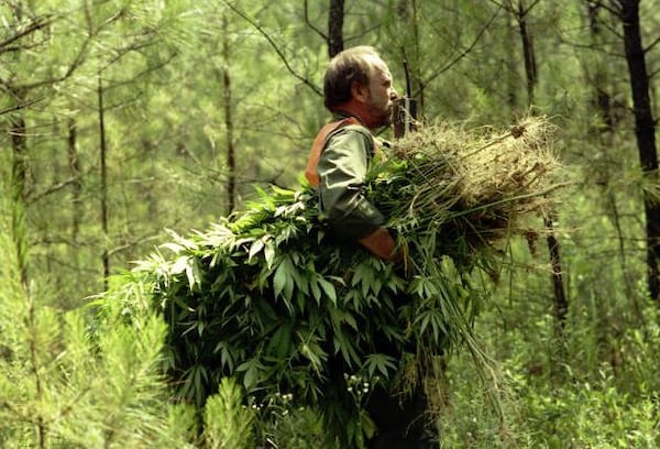 A member of the Drug Suppression unit of the Governor's Task Force removes marijuana plants found near Southlake Mall in Morrow, Georgia, June 9, 1988.