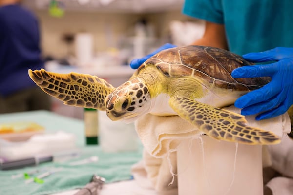 Wildlife officials returned 34 rescued sea turtles to the Atlantic Ocean last week at Jekyll Island.