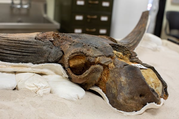 A bison skull unearthed from the Brunswick area.