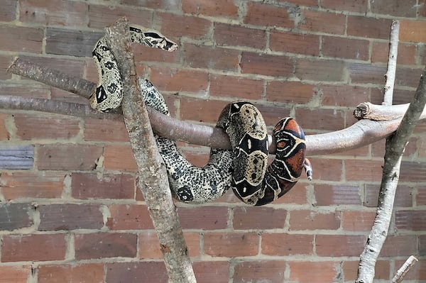 Chakana the red-tailed boa met Vet for a Day participants as they entered the event space.