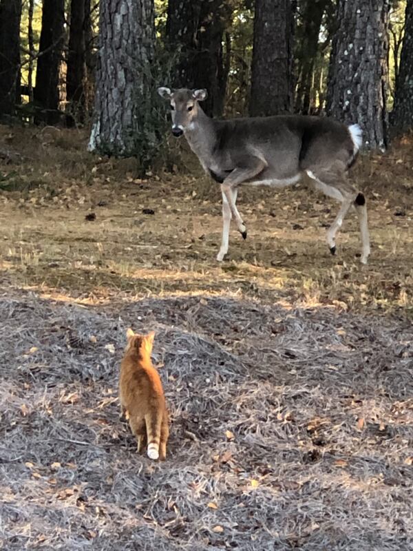 Tom Warner of Milton shared this photo of his cat Simba reminding a deer whose yard it is, he wrote.