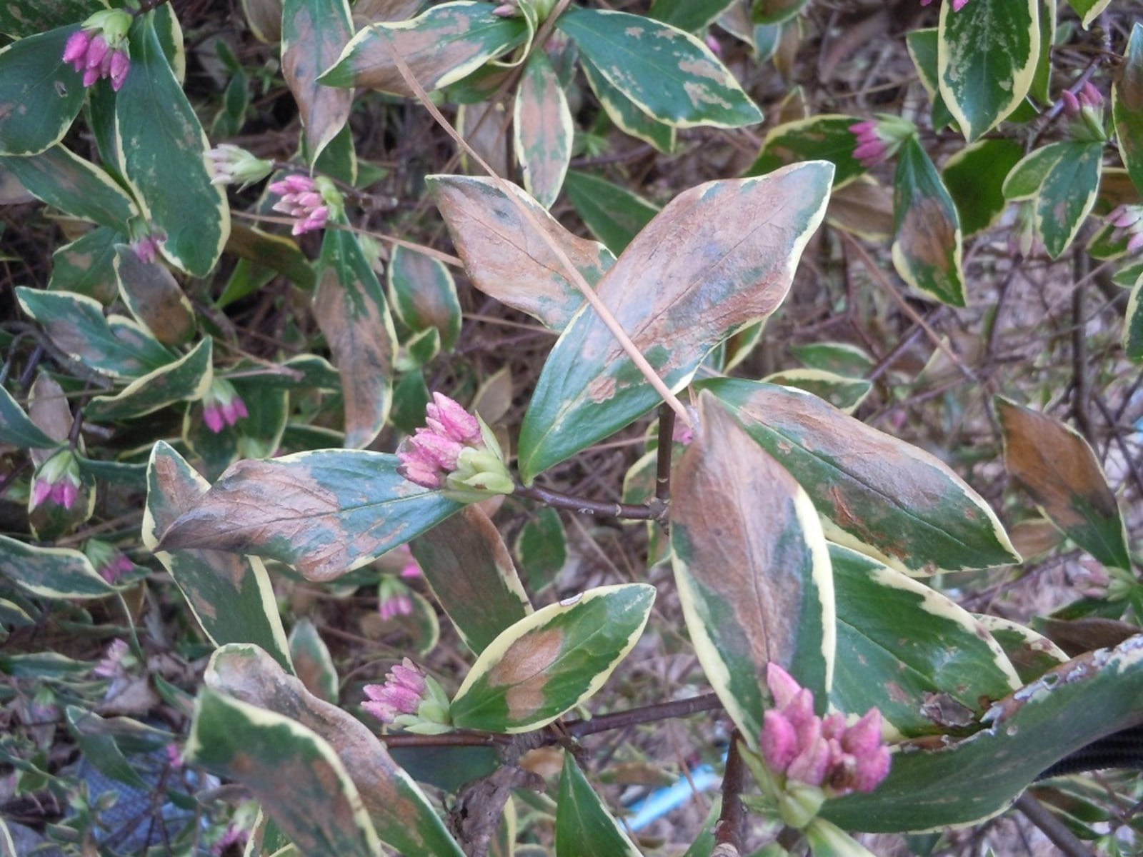 Though the leaves look blasted, resist until April the urge to prune shrubs. Contributed by Walter Reeves.