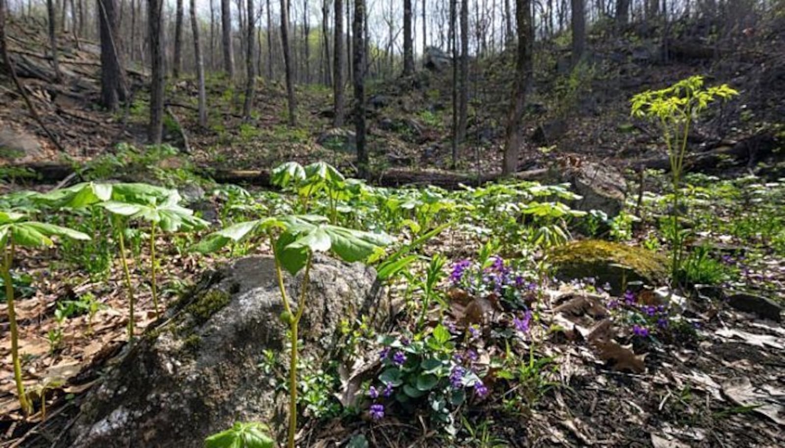 Yonah Mountain Trail