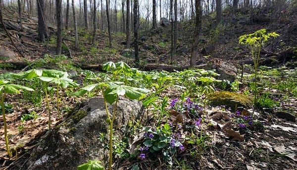 Yonah Mountain Trail