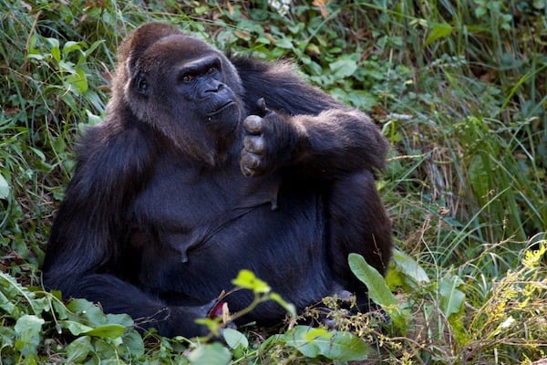 Shamba, a western lowland gorilla, will see no visitors Tuesday while Zoo Atlanta is closed. Zoo officials said the zoo would reopen later this week, and to look for announcements. Photo: courtesy Zoo Atlanta