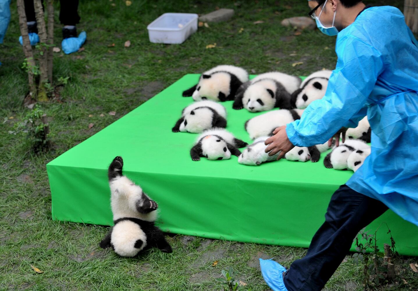 Panda cubs make public debut