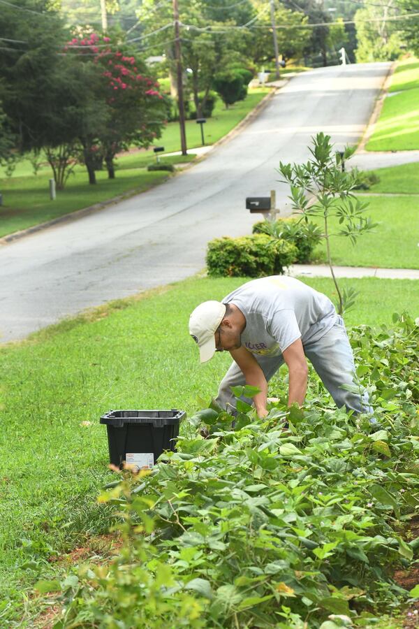 Roger Ramos, along with his twin brother, Reggie, handle the growing and harvesting, paying DeKalb County homeowners in weekly allotments of vegetables and selling the bulk of what they harvest to local restaurants and at farmers markets. (Rebecca Breyer)