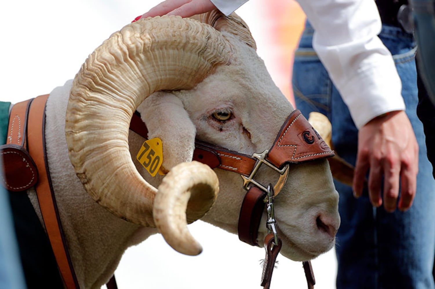 Colorado State Rams