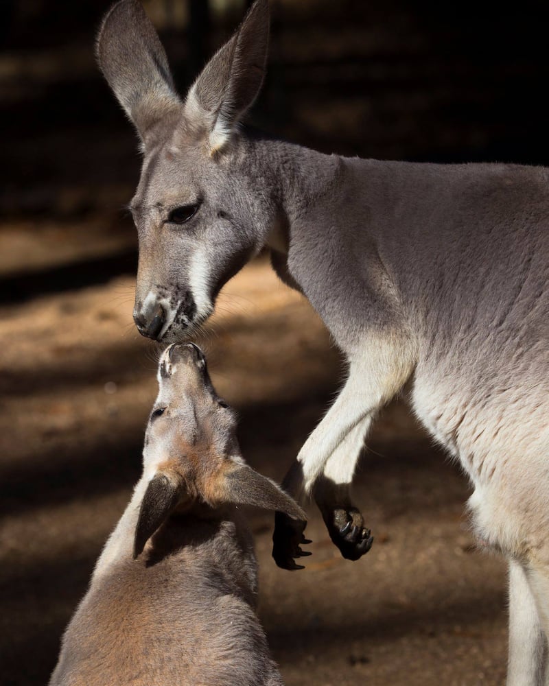 Kangaroos