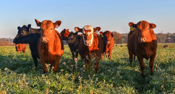 Young heifer calves graze in themorning light at Deep Grass Graziers in Fitzgerald. (CHRIS HUNT FOR THE ATLANTA JOURNAL-CONSTITUTION)