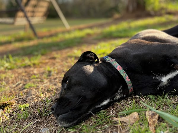 Anna, the extremely relaxed pit bull mix rescued by Elberton Mayor Daniel Graves, enjoys a moment of Zen. (Courtesy photo)