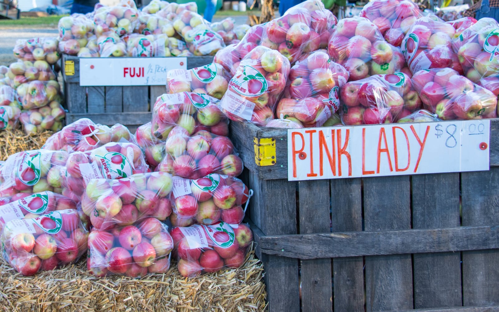 The 45th annual Georgia Apple Festival takes place in Ellijay on the second and third weekend of October, bringing more than 40,000 visitors to the tiny town.