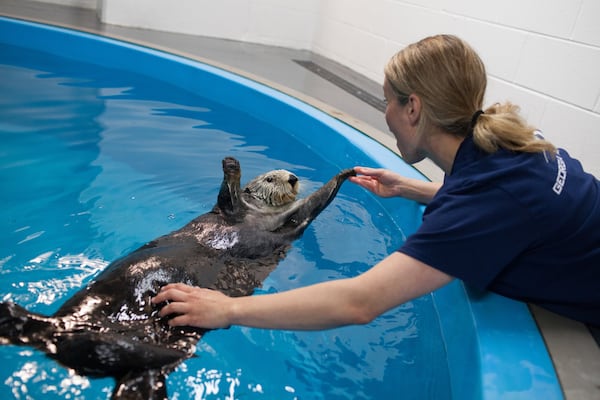 Gracie the sea otter enjoys interacting with people, like Gina Fisher, associate curator of mammals and birds at the Georgia Aquarium. However, in her golden years, Gracie is flourishing away from her fellow sea otters and the eyes of visitors. CONTRIBUTED BY GEORGIA AQUARIUM