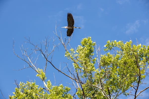 The park fuels more than adrenaline, with RushSouth also serving as a conservation leader in the region. Visitors may spot bald eagles, ospreys and blue herons thriving along the riverbanks.