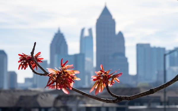 The skyline of Atlanta, Georgia sits behind the flowers of a red maple tree along 17th Street on Wednesday, March 19, 2025. (Ben Hendren for the Atlanta Journal-Constitution)