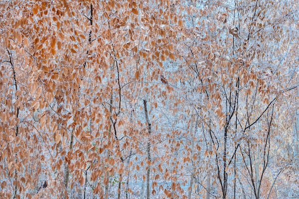 "Beech Tree, Ice Storm" by Peter Essick.
Courtesy of Peter Essick

Fernbank Forest, Atlanta, GA