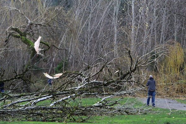 FILE - A man walks by fallen trees after a "bomb cyclone" storm brought heavy winds to Issaquah, Wash., Nov. 20, 2024. (AP Photo/Manuel Valdes, file)