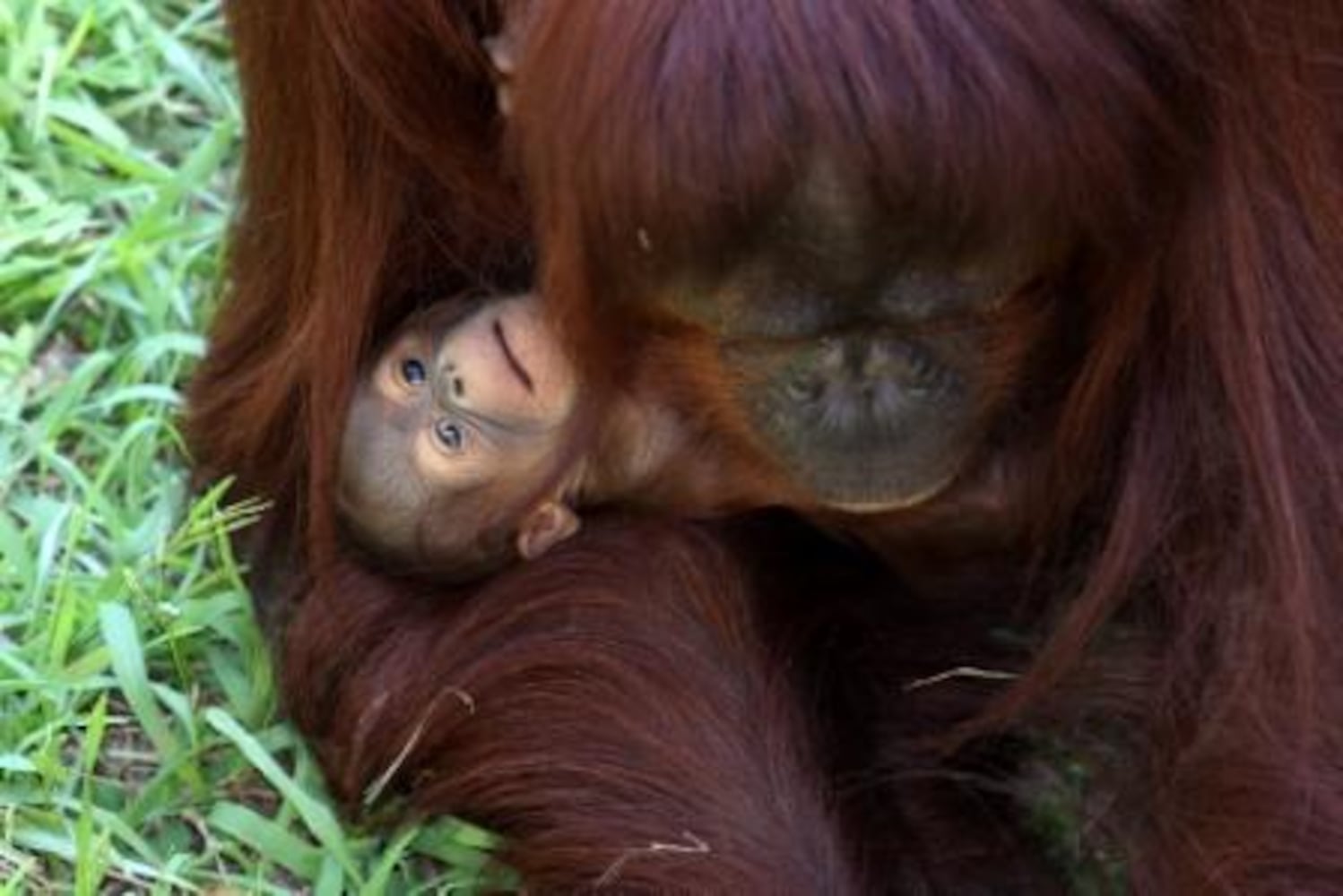 Zoo Atlanta babies