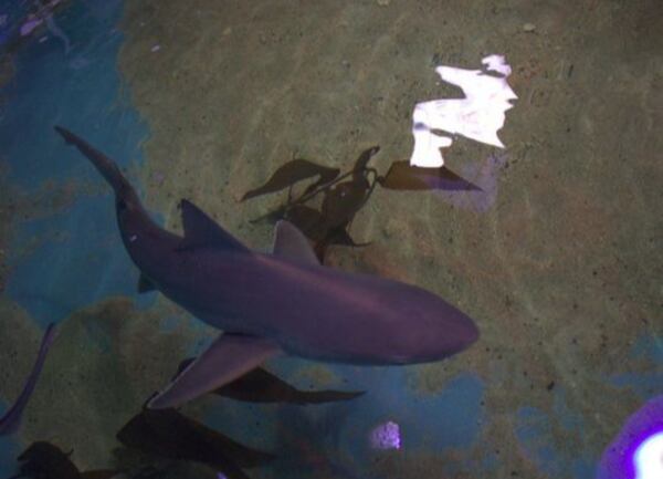 A live  sandbar shark pictured here was one of 10 found in an above ground pool in a basement in a home in LaGrangeville, New York.