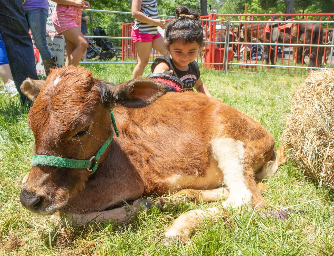 PHOTOS: Lemonade Days Festival 2019