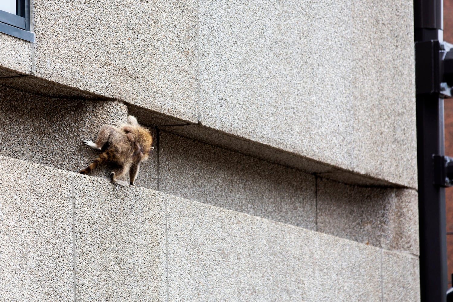 Raccoon climbing Minnesota skyscraper goes viral, captivates nation