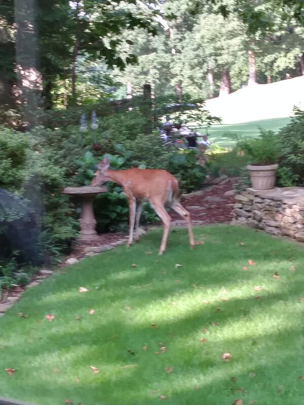 Ed Sutton shared this photo of a deer drinking from a birdbath in Roswell.