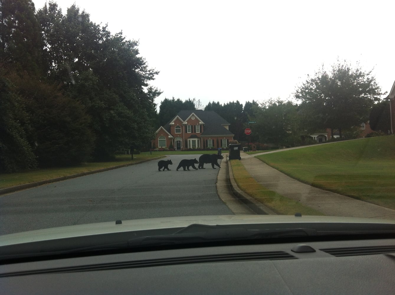 Black bears spotted in Cumming, GA.