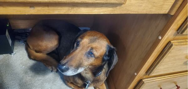 Cherokee Black, seen here under the desk of Jay Black, the AJC’s director of audio. (Courtesy photo)