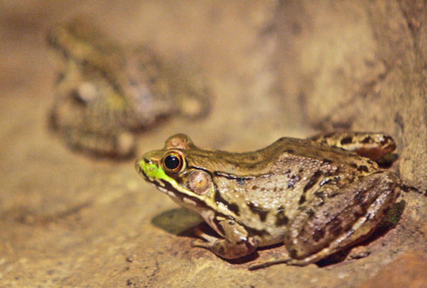 What's new at the Chattahoochee Nature Center