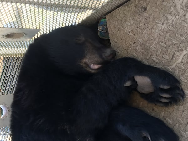 The bear was found at the College Park MARTA station. (Credit: Georgia Department of Natural Resources)