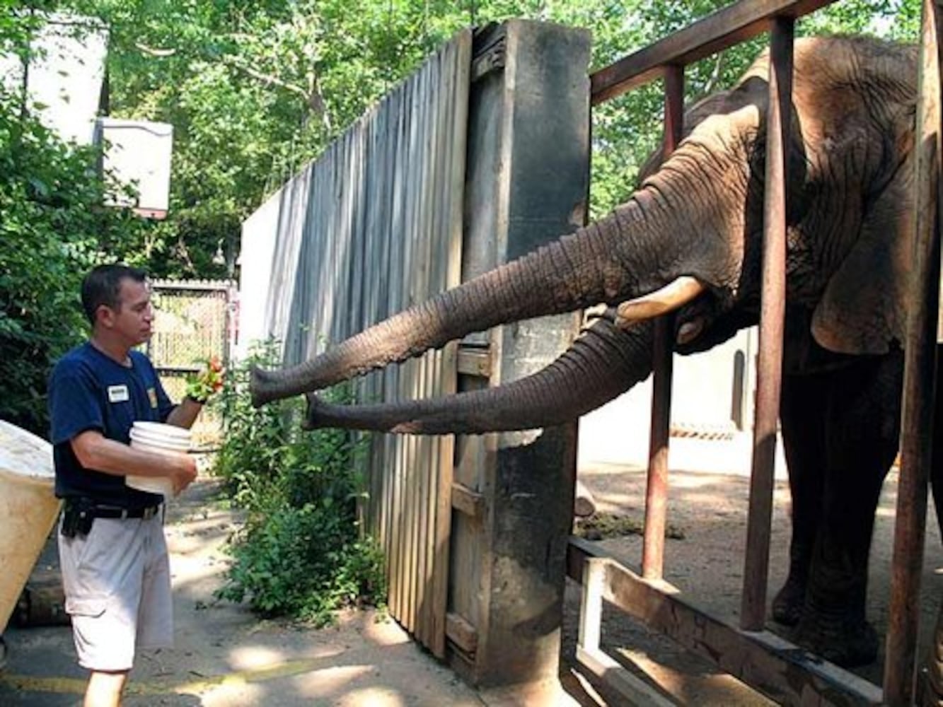 Zoo Atlanta prepares for baby elephant's arrival