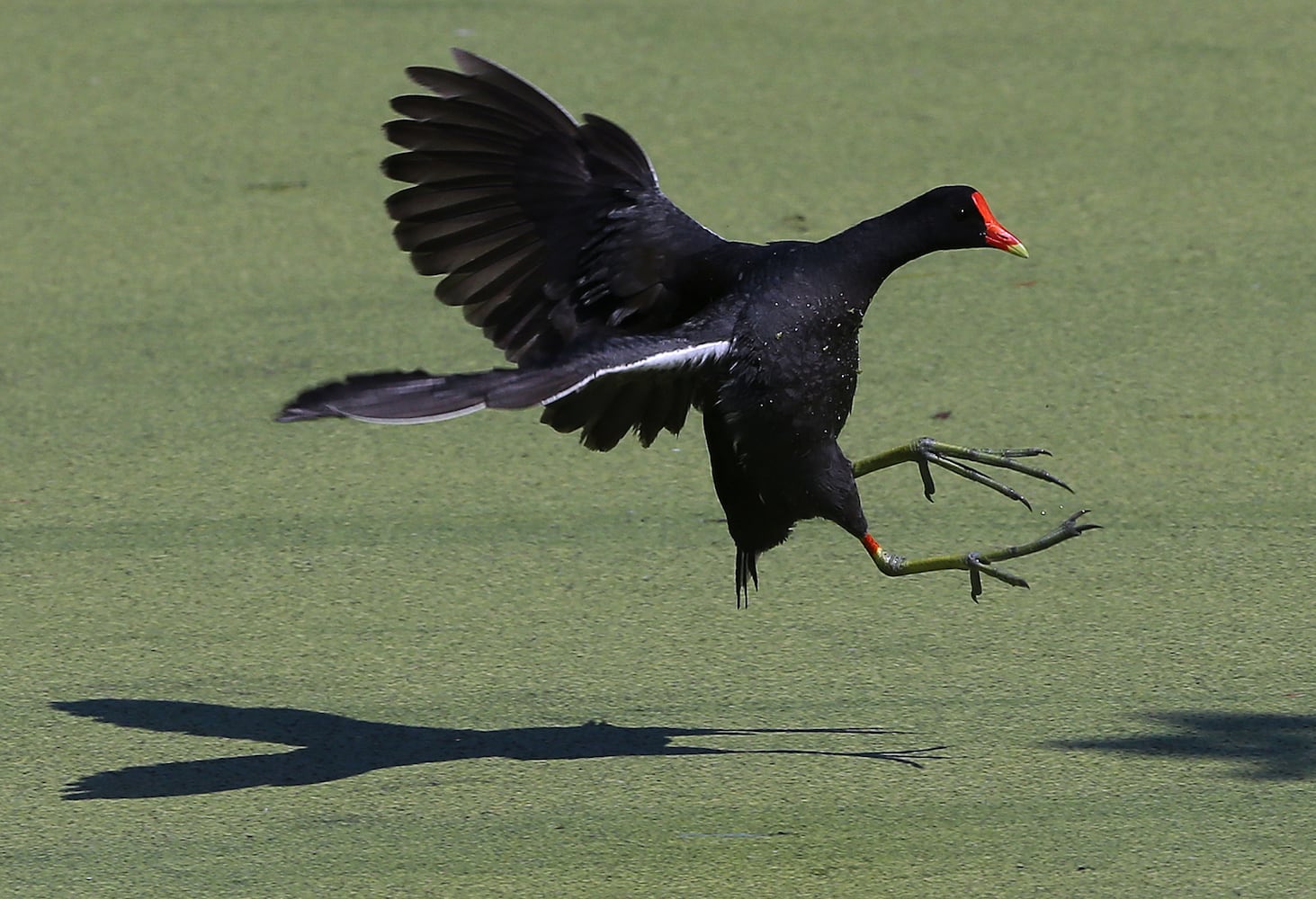 Coastal birds of Georgia