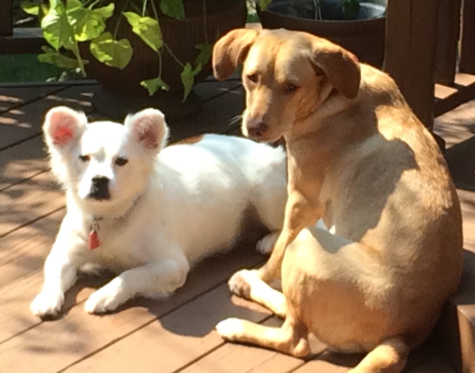 Belle and Crew helped rescue a missing woman who has dementia. (Photo: Wixom Police Department)