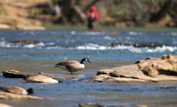 A Canadian Goose is shown along the Chattahoochee River at Jones Bridge Park, Saturday, March 28, 2015, in Norcross. PHOTO / JASON GETZ