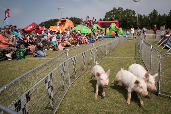 RACING DAY--A crowd cheers on the Robinson's Racing Pigs during Snellville Days Saturday at Briscoe Park in Snellville, GA. STEVE SCHAEFER / SPECIAL TO THE AJC