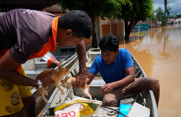 FILE - Residents rescue kittens from the roof of a flooded home in Cobija, Bolivia, Feb. 28, 2024. (AP Photo/Juan Karita, File)