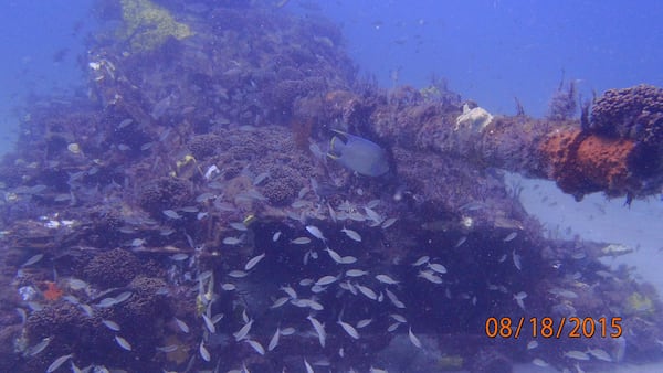 Retired M60 battle tanks are among the items put into the water off Georgia's coast to create artificial reefs intended to serve as homes for aquatic life. Photo taken by a scuba diver as part of a survey for the Georgia Department of Natural Resources. Photo courtesy of the DNR's Coastal Resources Division.