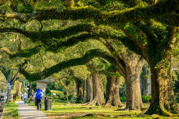 Many old and well-maintained trees are seen along St. Charles Avenue in the city of New Orleans, Thursday, Feb. 27, 2025. (AP Photo/Matthew Hinton)